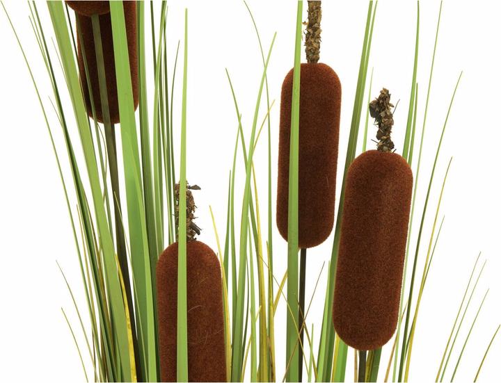 Immagine prodotto Europalms Cattail (150 cm)