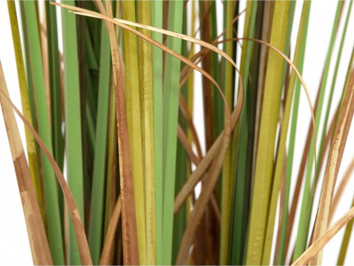 Immagine prodotto Europalms Cattail (150 cm)