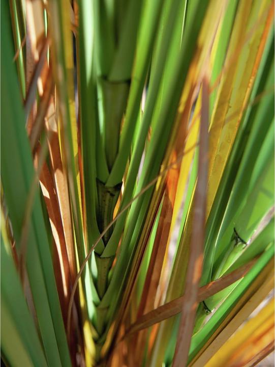 Immagine prodotto Europalms Cattail (150 cm)