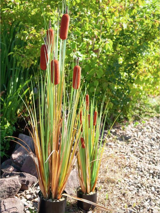 Immagine prodotto Europalms Cattail (150 cm)