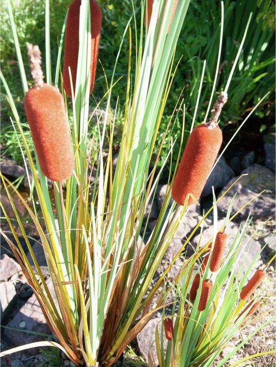 Immagine prodotto Europalms Cattail (150 cm)