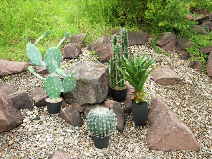 Immagine prodotto Europalms Cactus a palla (34 cm)