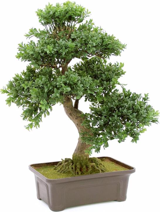 Produktbild Europalms Buchsbonsai (61 cm)
