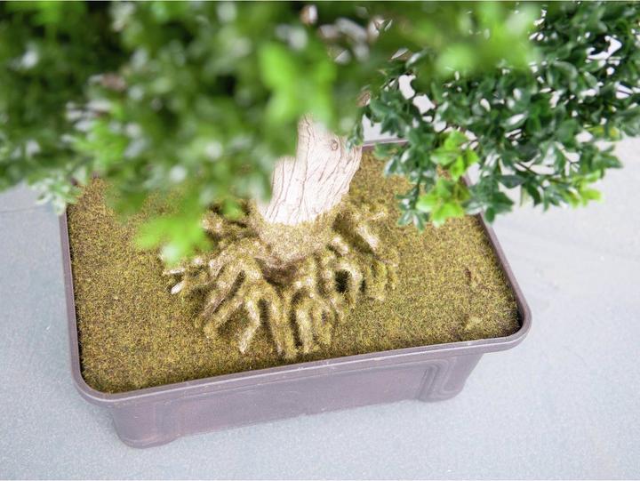 Produktbild Europalms Buchsbonsai (61 cm)
