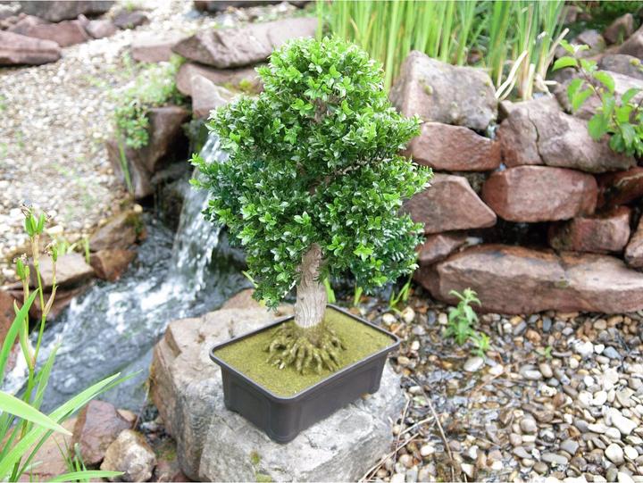 Produktbild Europalms Buchsbonsai (61 cm)