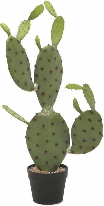 Produktbild Europalms Blätterkaktus (75 cm)