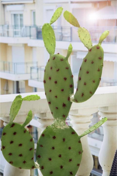 Produktbild Europalms Blätterkaktus (75 cm)