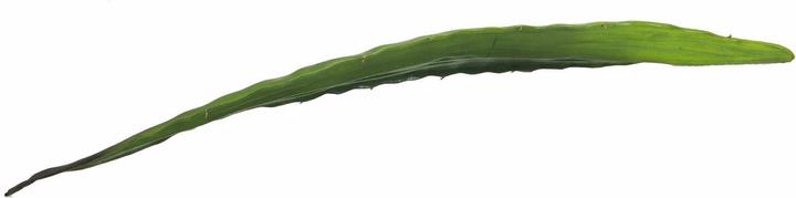 Produktbild Europalms Aloeblatt (60 cm)