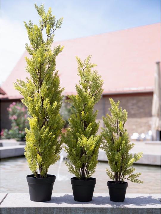 Produktbild Europalms Zypresse (60 cm)