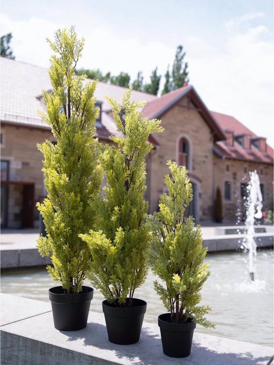 Produktbild Europalms Zypresse (60 cm)