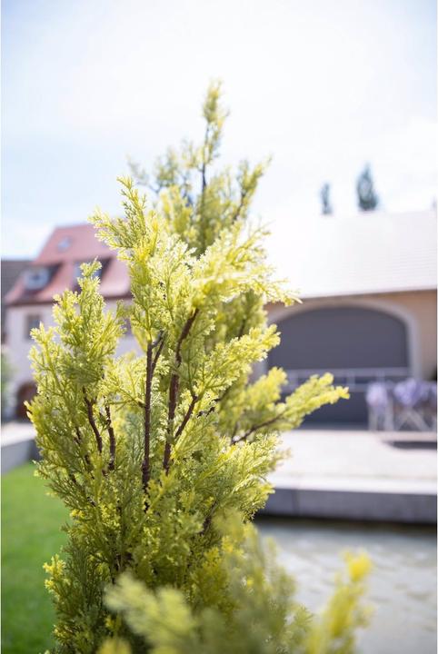 Produktbild Europalms Zypresse (60 cm)
