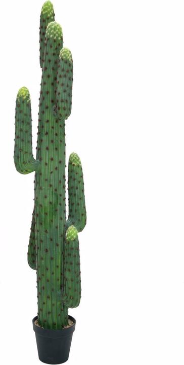 Produktbild Europalms Mexikanischer Kaktus (173 cm)