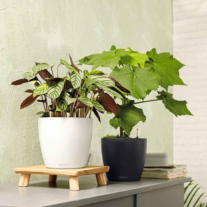 Actual product image Lechuza Classico Color (27.50 cm)