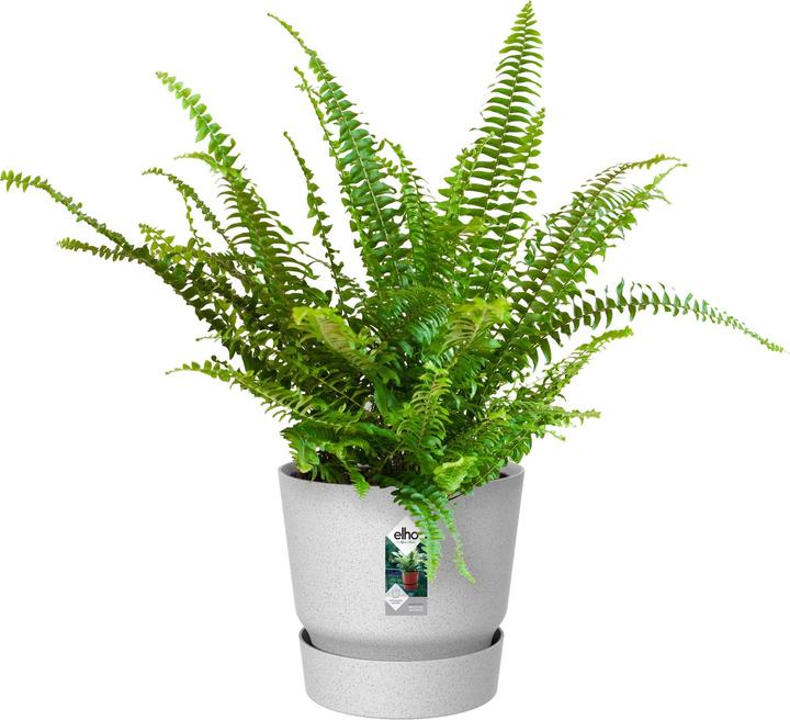 Produktbild Elho Greenville (25 cm)