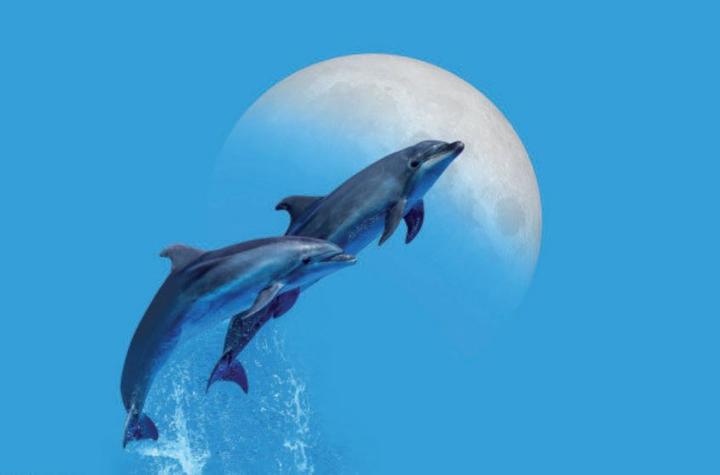 Image du produit Eibert Visual Dauphins (40 x 60 cm)