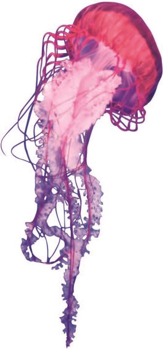 Produktbild Thrasher Atlantic Drift Hood (S)