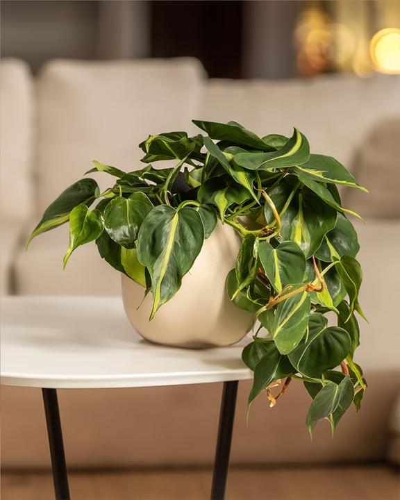 Image du produit feey Philodendron scandens Brasil (15 cm, Fraîchement rempotés)