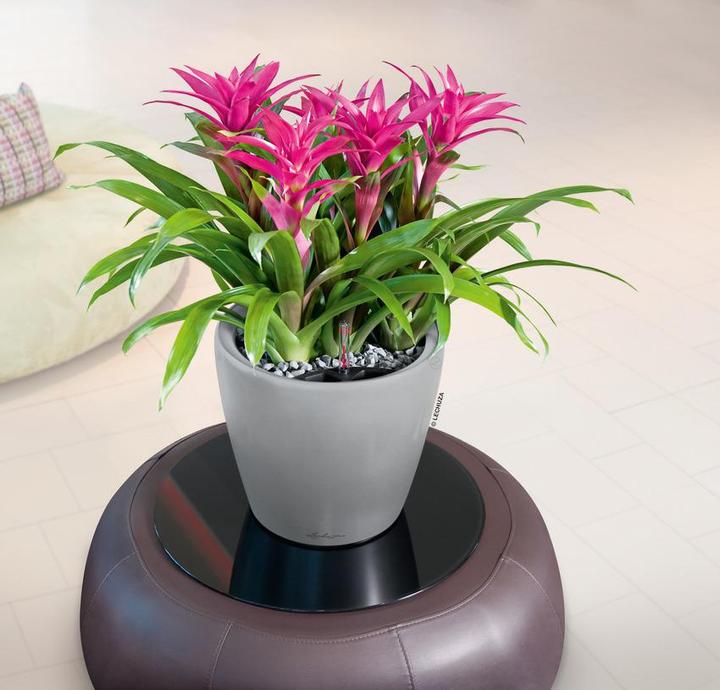 Produktbild Lechuza Classico (22 x 20 cm)