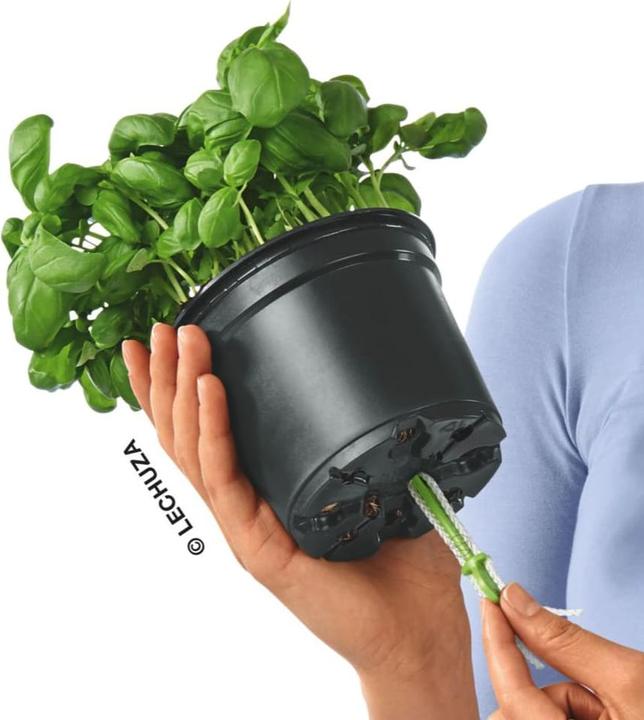 Actual product image Lechuza Ojo (21 cm)