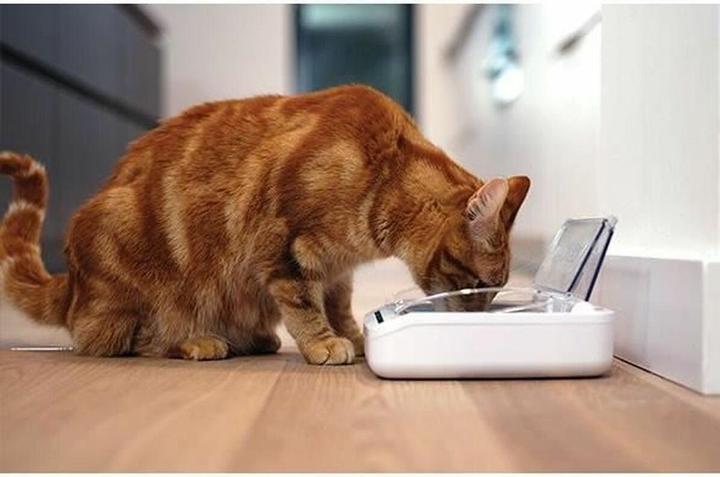 Actual product image SureFeed Food dispenser (40 cl)