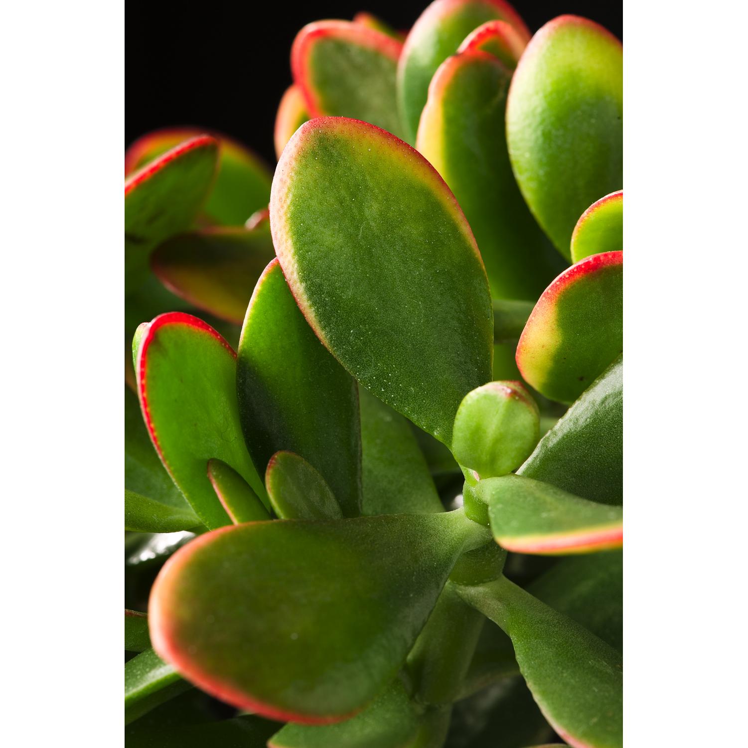 Thumbnail - Plant in a Box, Pflanzen, Crassula ovata Sunset - Jadepflanze (55 cm)