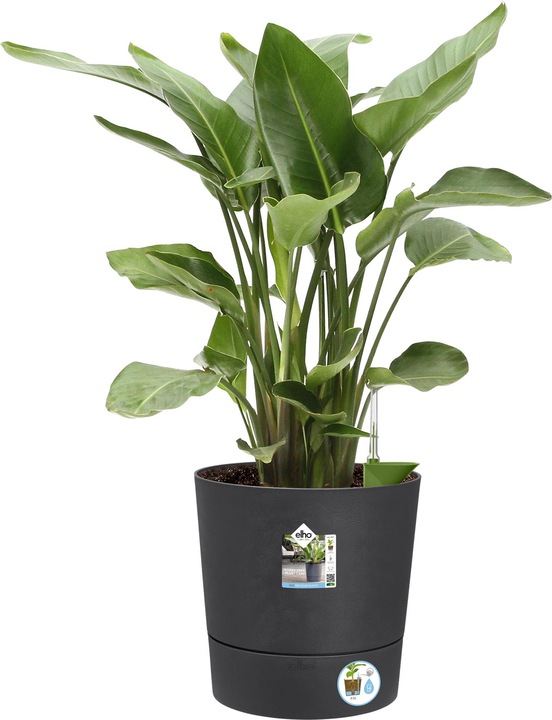 Actual product image Elho Blumenschale (43 cm)