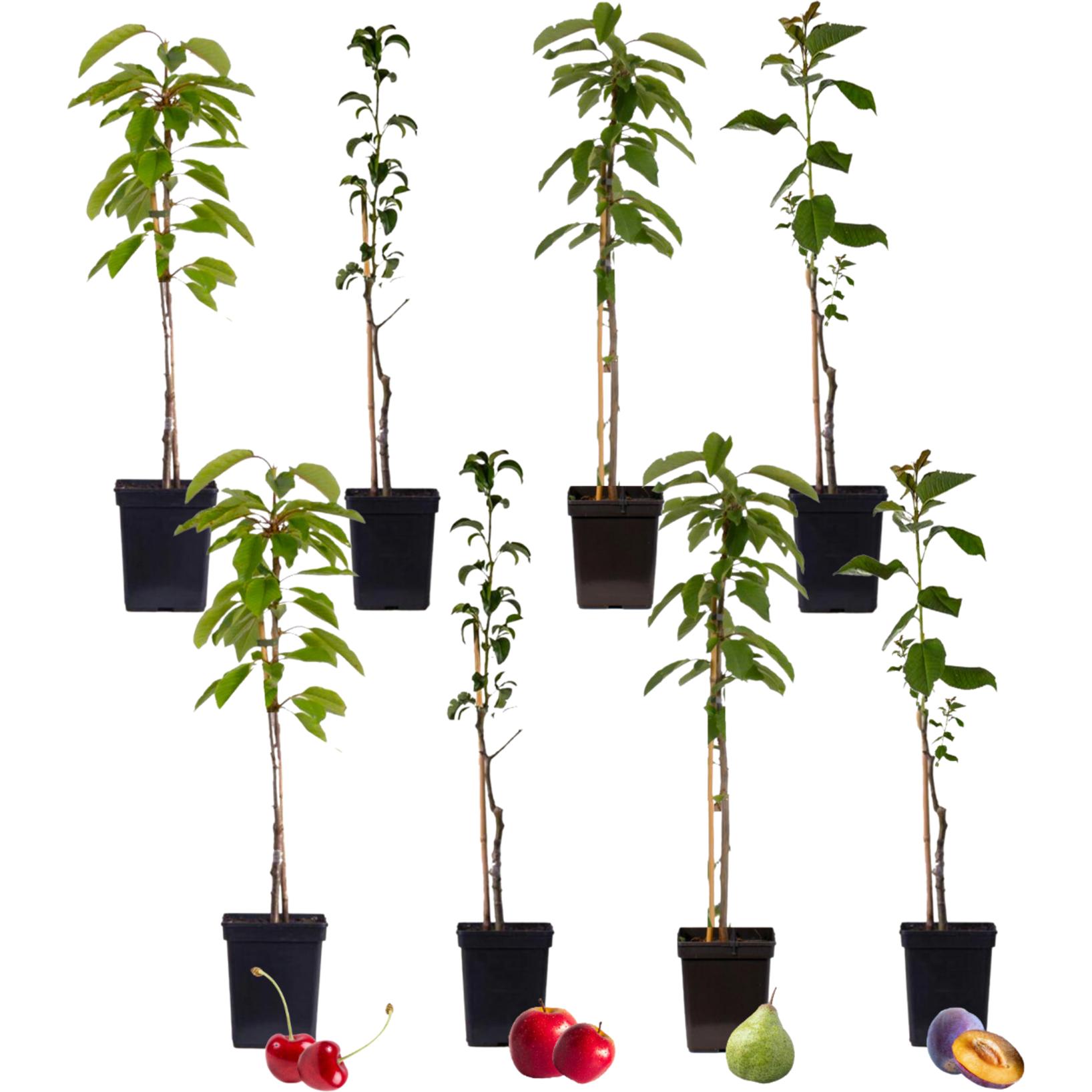 Plant in a Box, Pflanzen, Malus 'Braeburn', Prunus avium, Pyrus 'Doyenne du Comice', Prunus domestica - 8er Mischung Obs...