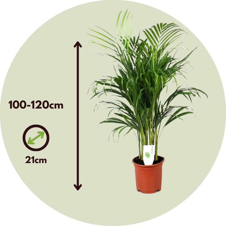 Image du produit Plant in a Box Dypsis Lutescens - Palmier à fruits d'or d'Areca (100 cm)