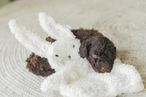 Immagine prodotto Beeztees Nijno (Giochi per cuccioli)