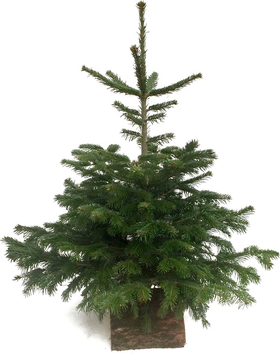 Immagine prodotto Fresca-Plant Abete Nordmann (170 cm)