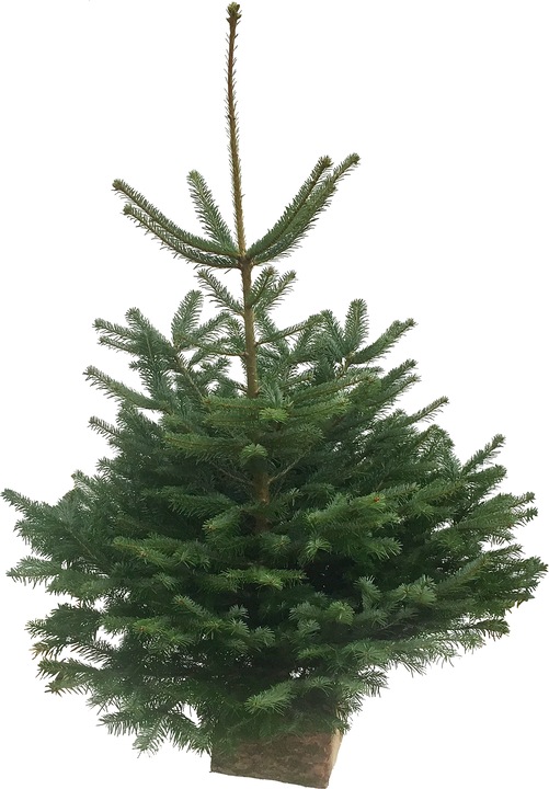 Immagine prodotto Fresca-Plant Abete Nordmann (150 cm)