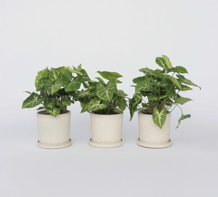 Produktbild Plant in a Box Syngonium 'Pixie' - 3er Set Zwerg-Arrowhead (25 cm)