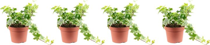 Immagine prodotto Flowerbox Set di 4 Edera comune - Hedera helix (25 cm)