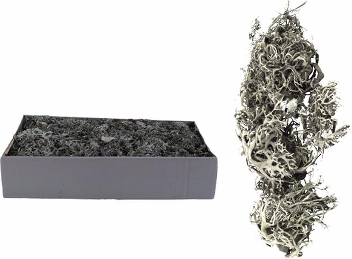 Image du produit Vosteen Mousse grise (Fleurs séchées, 500x)