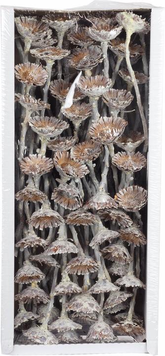 Produktbild Vosteen Protea Compacta Rosette