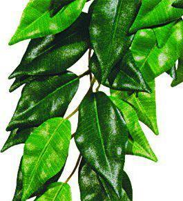 Productafbeelding Exo Terra Jungleplant Fikus M