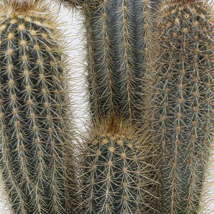 Actual product image Kakteen Gautschi Pilosocereus braunii (20 cm)