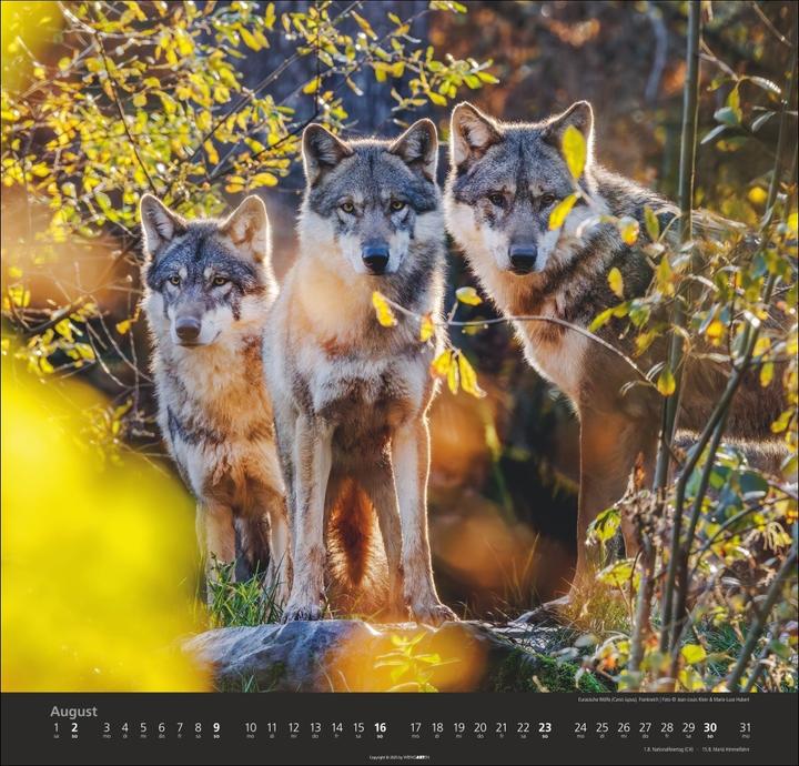 Produktbild Wölfe Kalender 2026 (48 x 46 cm)