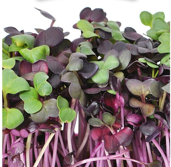 Immagine prodotto Gusta Garden Semi Microgreens Ravanelli HARRY HERBS (Germogli)