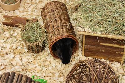 Produktbild Happy Pet Wilgen Hooirek