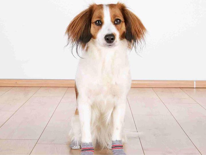 Actual product image Trixie Dog socks (S, XS, Dog socks)