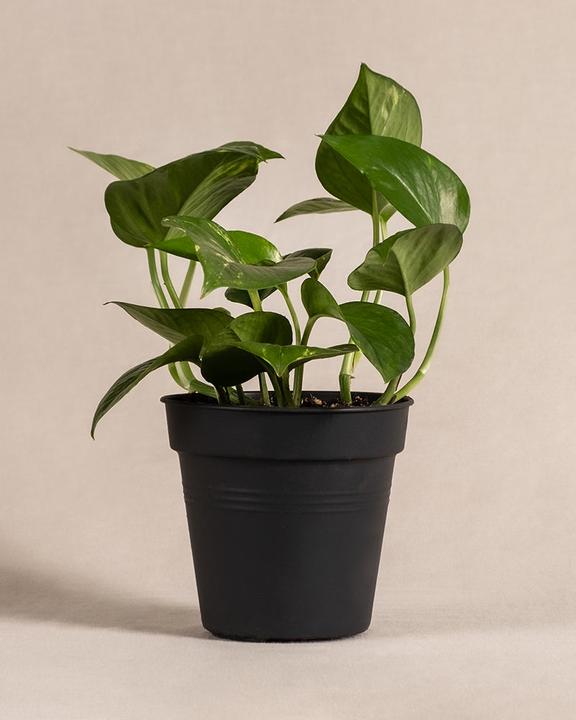 Produktbild feey Efeutute (25 cm, Frisch umgetopft)
