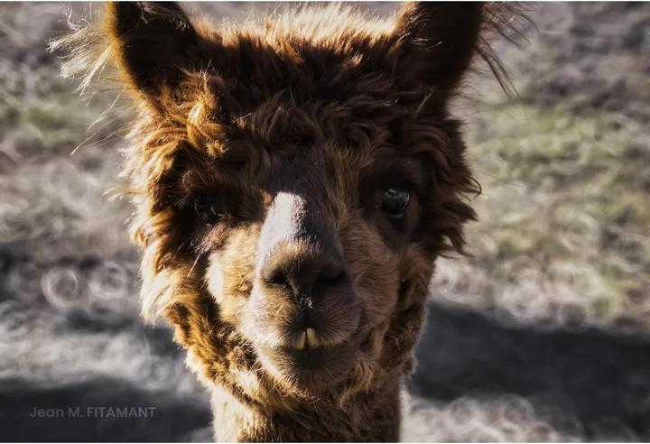 Productafbeelding Tokina SZX 400mm f/8 MF Nikon F (Nikon F, Volledig formaat)