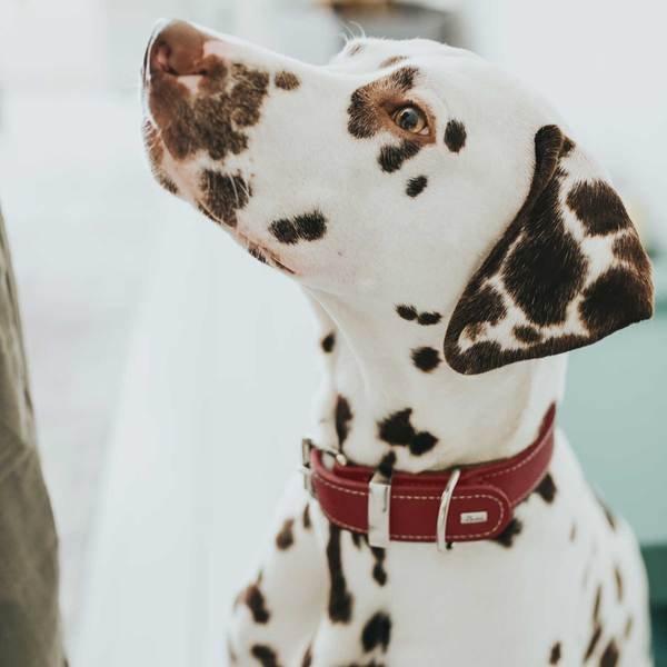 Produktbild Hunter Halsband Aalborg Special (28, 29, 30, 31, 32, 33, 34, Hund, Hundesport)