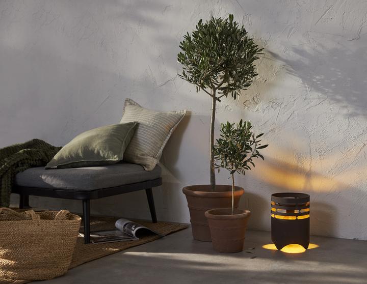 Image du produit Star Trading Marron