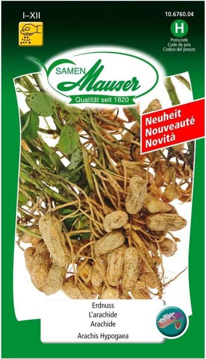 Produktbild Samen Mauser Samen Erdnuss (Blumensamen, Früchtesamen, Gemüsesamen, Kräutersamen, Pflanzensamen, Rasensamen, Samenbomben)