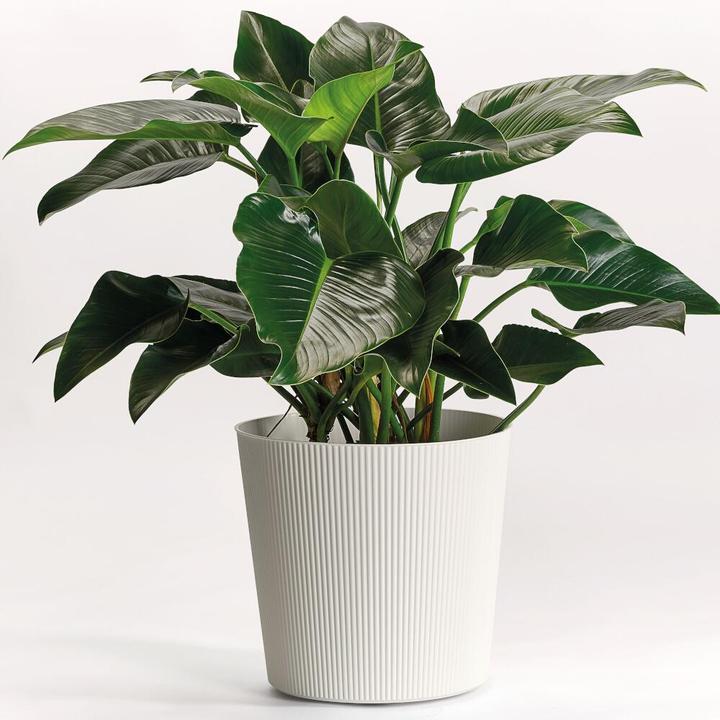 Produktbild Euro3plast Blumentopf Fyre Ø 40 cm weiss Greener, mit Rollen