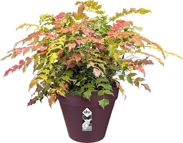 Actual product image Elho Loft Urban (20 cm)
