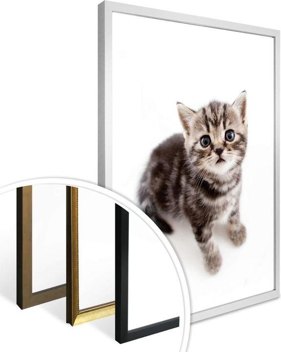 Image du produit Trenddeko chatons en gestation (60 x 80 cm)