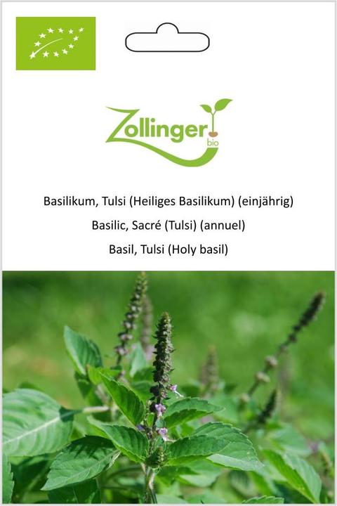 Zollinger Bio Basilikum, Tulsi (Heiliges Basilikum) (einjährig)